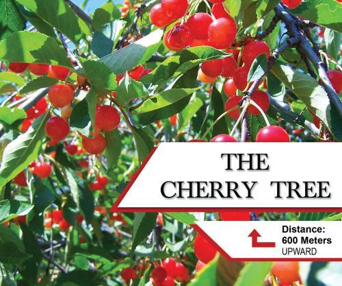 The Cherry Tree