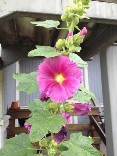 Apartamento Villa Tullgatan Borgholm