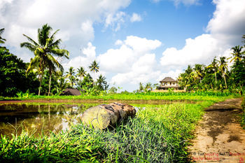 Hotel Capung Sakti Villas � By Fair Future Foundation