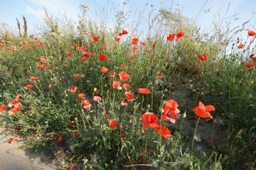Apartamento H�fthus 8