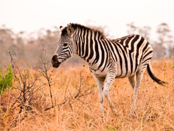 Hotel Mpongo Private Game Reserve