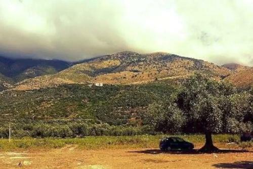 The Olive Grove