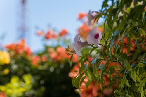Terrazza Sul Mare