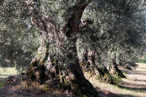 Agroturismo Romitorio Di Castiglione Del Lago