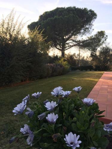 Agroturismo Agriturismo Il Puntoncino