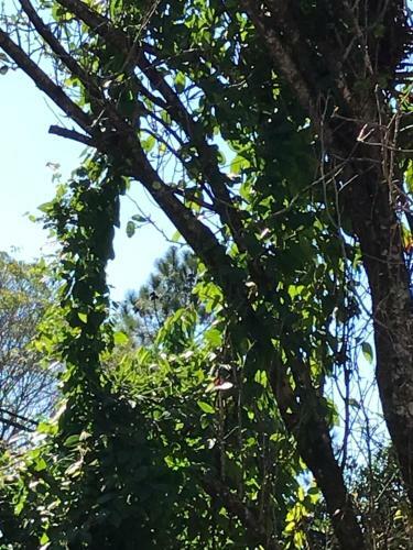 Lodge Caba�as Katy-arte