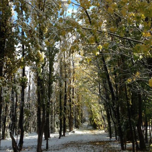 Bosque De Sol