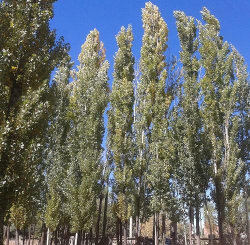 Bosque De Sol