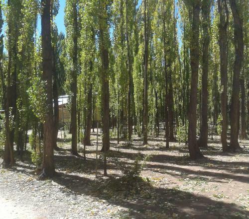 Bosque De Sol