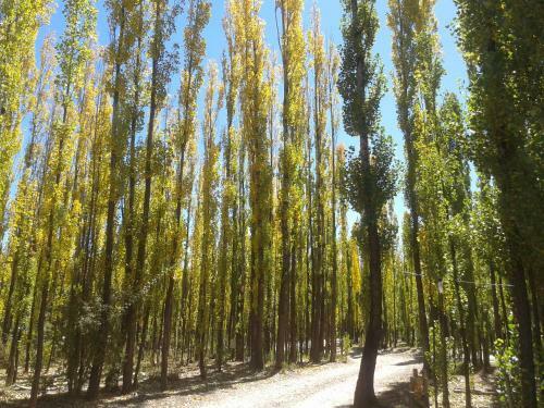 Bosque De Sol