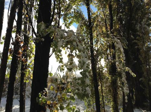 Bosque De Sol