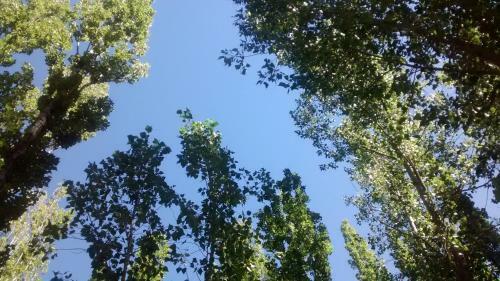 Bosque De Sol