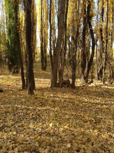 Bosque De Sol