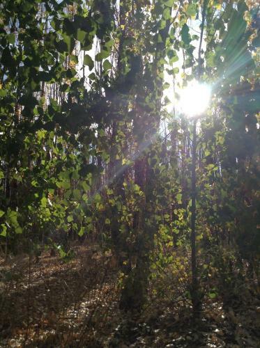 Bosque De Sol