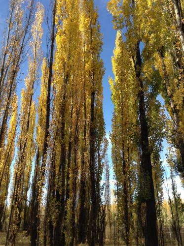 Bosque De Sol