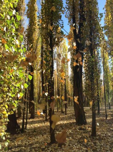 Bosque De Sol
