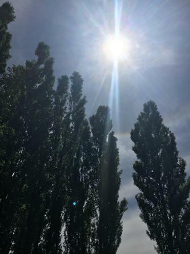 Bosque De Sol