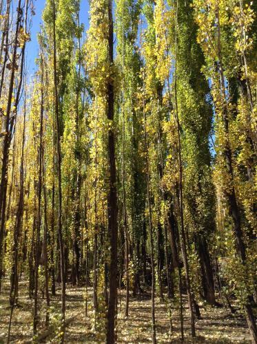Bosque De Sol