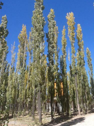 Bosque De Sol
