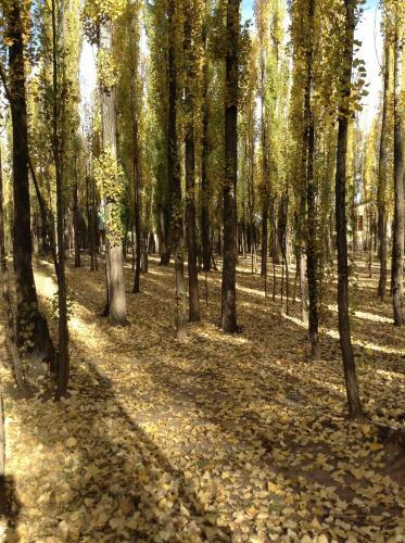 Bosque De Sol