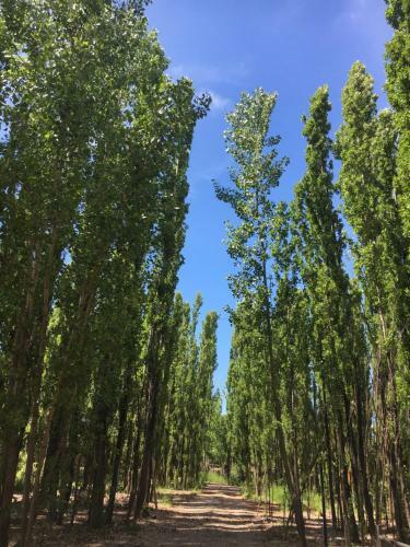 Bosque De Sol