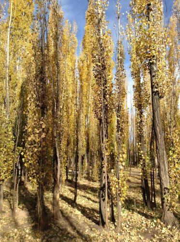 Bosque De Sol