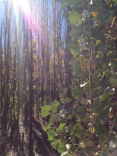 Bosque De Sol