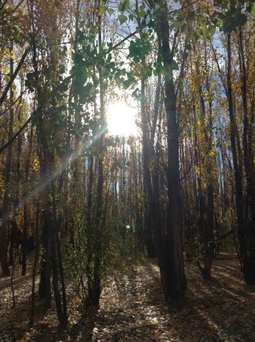 Bosque De Sol