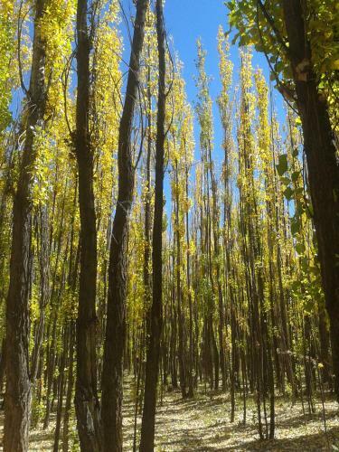 Bosque De Sol