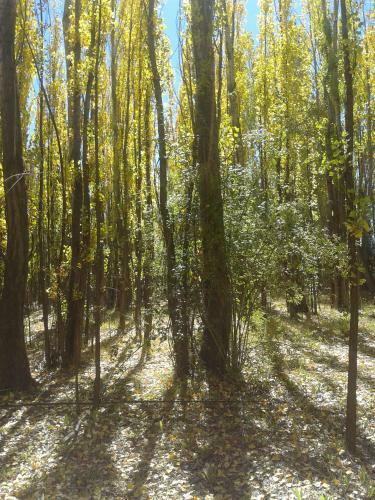 Bosque De Sol