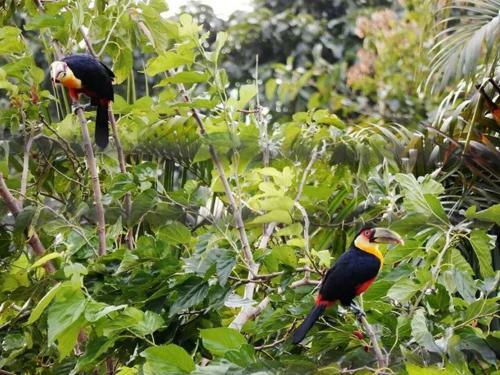 Lodge Patricio's Chal�s Ilhabela