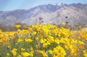 Hotel Embassy Suites Tucson - Paloma Village