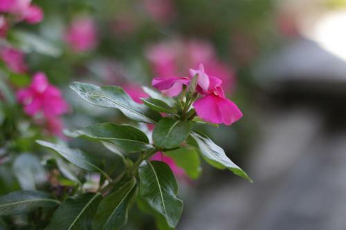 Hostal Putra Bisma Guesthouse
