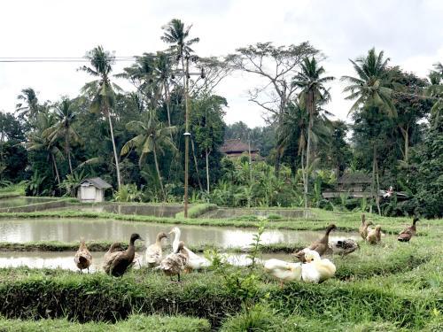 Villa Neyang