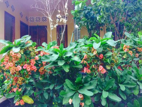 Bed & Breakfast Gili Spoy - Spoy Homestay