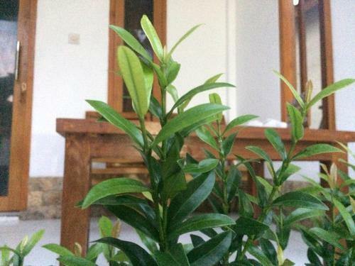Bed & Breakfast Gili Spoy - Spoy Homestay
