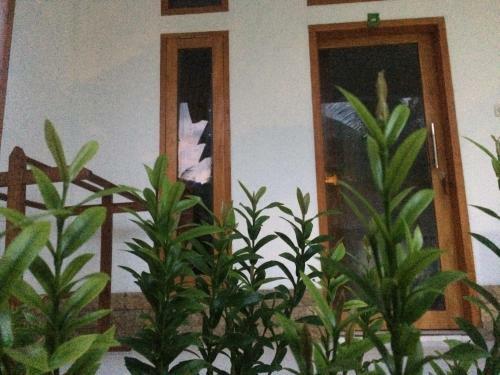 Bed & Breakfast Gili Spoy - Spoy Homestay