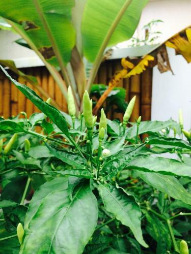 Bed & Breakfast Gili Spoy - Spoy Homestay