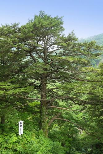Tsuganoki