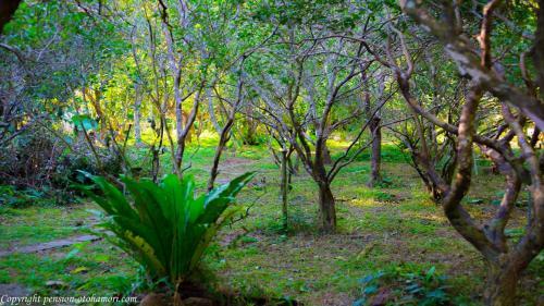 Posada Forest West Nishi