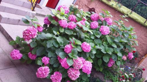 Apartman Lana