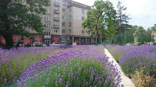 Apartment Letn� 2