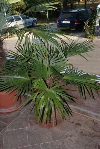 Hostal Apartment Dajla 6935a