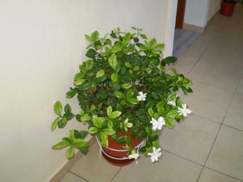 Apartamento Studios Zoi