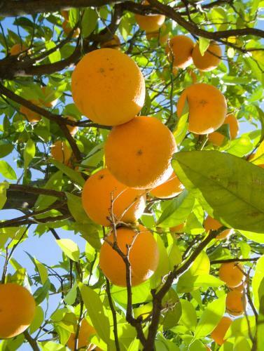 Sorrento Lemons View
