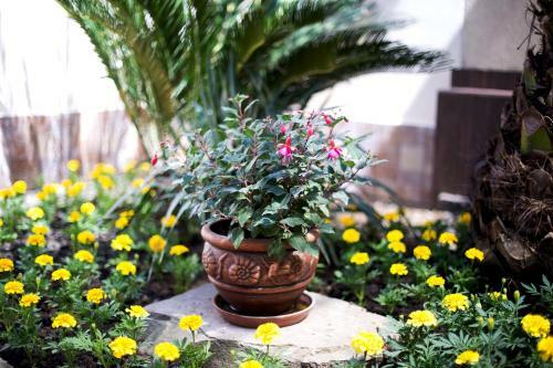 Hostal Guest House Sapfir