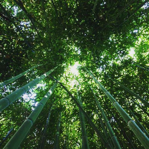 Hostal Bamboo Khutor Guest House