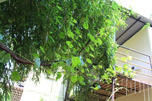 Hostal Bamboo Khutor Guest House