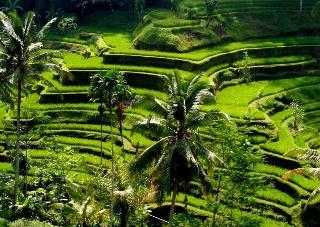 Hotel Puri Dalem Cottages
