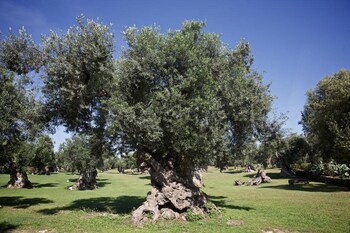 Tenuta Monacelli Masseria Giamp
